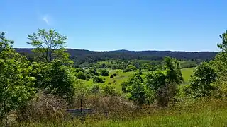 Minmi bushland