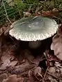 Microhabitat. Czech Republic