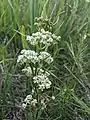 Asclepias verticillata Whorled milkweed. Restoration Trail - Camden State Park, MN. 20210708