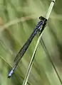 Male