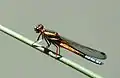 Immature male