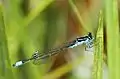 Male