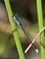 Male