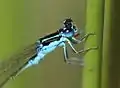 Male head and thorax