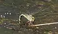 Female ovipositing