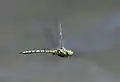 Male in flight