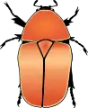 Pachnoda marginata aurantia