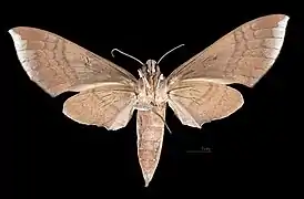 Female ventral view