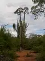 Pachypodium lamerei wild specimen of maximum height (approx 6&nbsp;m (20&nbsp;ft)) attained by species