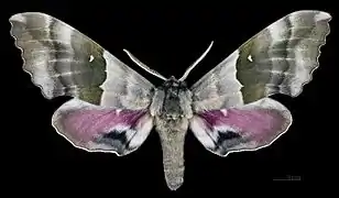 Male, dorsal view