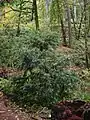 Pacific Yew form