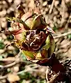 Same bud seen three-quarter-face, revealing young flower bud more clearly