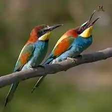 Bee-eaters such as Merops apiaster specialise in feeding on bees and wasps.