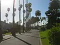Washingtonia robusta and Canary Island date palms are commonly seen lining many streets throughout San Jose, California.