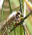 Detail of head and thorax