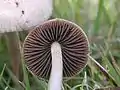 stipe and gills