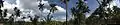 Panoramic view of coconut plantations backed by blue skies