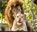 Image 11Two lions at El Salvador's national zoo