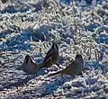 Three males