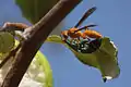 Polistes wattii in Musandam Peninsula, Oman