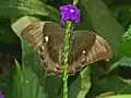 Ventral view
