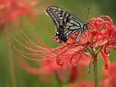 On Lycoris radiata