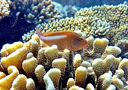 Arc-eye hawkfish (Paracirrhites arcatus)