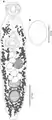 Creptotrema conconae, line drawing
