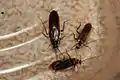 Adult male Parcoblatta pennsylvanica and Parcoblatta divisa adult males.  The largest one is the P. pennsylvanica and the rest are P. divisa.