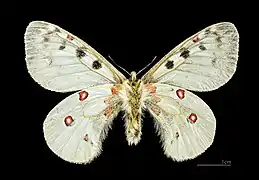 Male, bottom