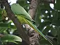 City bird sanctuary, Chandigarh, India