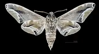 Male underside