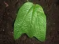 Leaves
