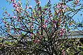 Tree in blossom