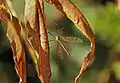 Habitus