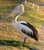 At Noosaville, Queensland