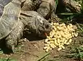 Manufactured pelleted feed ration for turtles