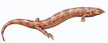 Pelodosotis elongatum