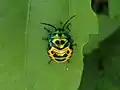 Pentatomid nymph at Kambalakonda, Visakhapatnam