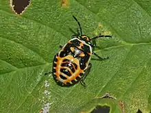 Nymph