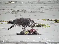 Peregrine falcon