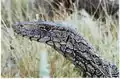 Closeup of a perentie in the wild