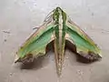 Leaf-shaped moth (Pergesa acteus)