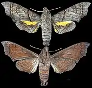 Perigonia grisea