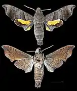 Perigonia pallida