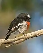 male  Meehan Range, Tasmania