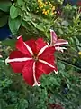 Red and White mixed Petunia.