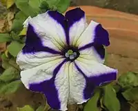 A cultivated form