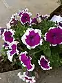 Petunia, Violet, In NIT Agartala, India