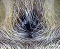 Phidippus clarus